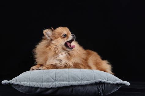 35 Perfect Pomeranian Mixes - The Best Pom Mix Guide