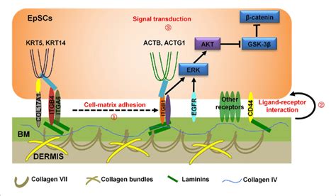 Schematic Mechanism Of The Regulation Of Cell Fate Determination By