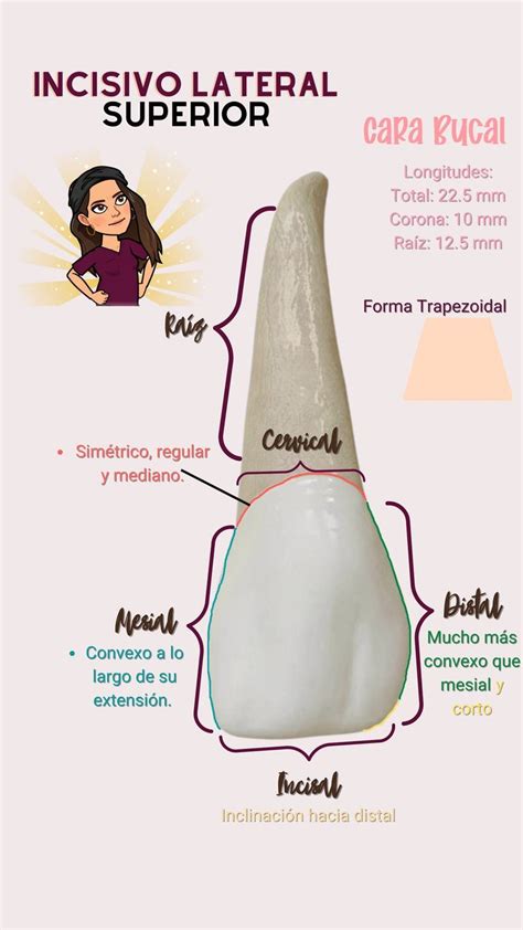 Incisivo Lateral Superior Escuela De Higiene Dental Odontolog A