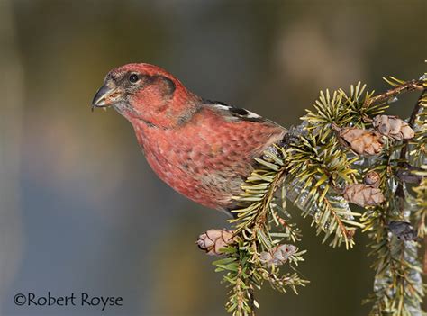 White-winged Crossbill