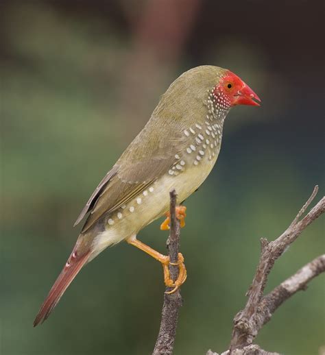 star finch facts  pets care feeding behavior pictures singing