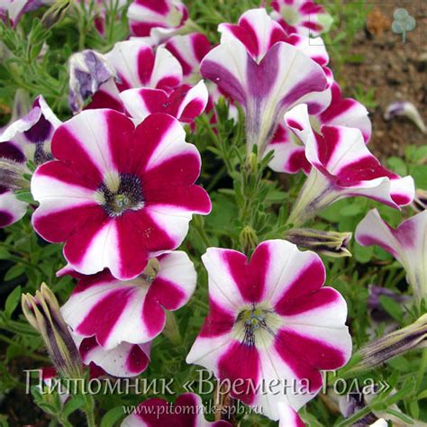 PETUNIA 'Cascadias Bicolor Cabernet' - Петуния каскадная (ампельная ...