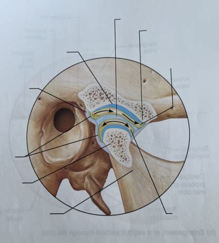 Temporomandibular Joint Flashcards Quizlet