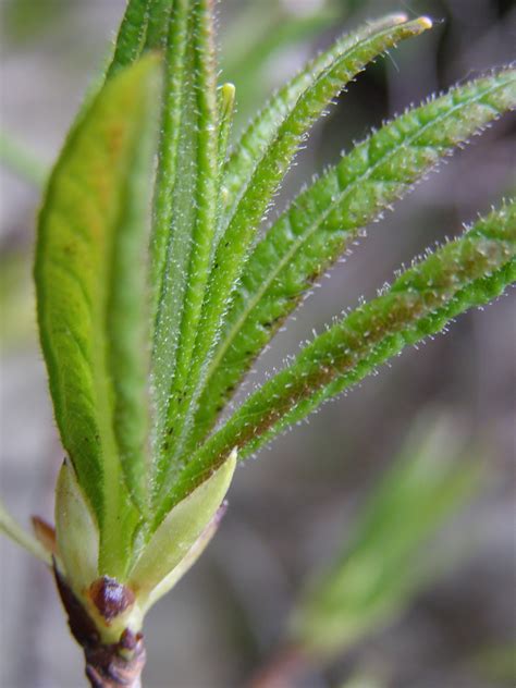 Fondos De Pantalla Hojas Naturaleza Verde Hoja Flora Brote Flor