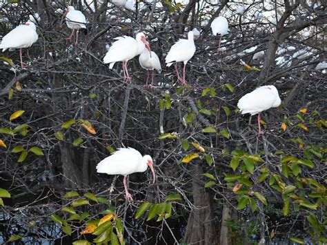 This Popular Wetland Sanctuary In Florida Is The Place To Witness ...