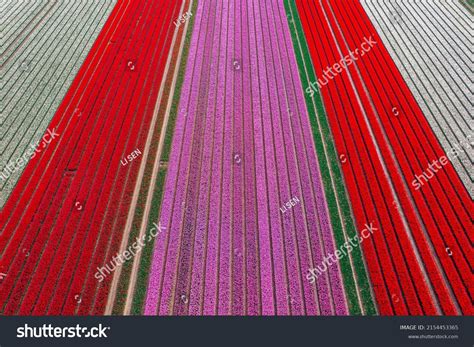 Aerial View Colorful Tulip Fields Keukenhof Stock Photo 2154453365 ...