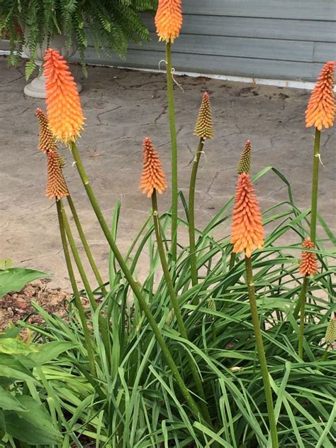 KNIPHOFIA ORANGE VANILLA POPSICLE Its Common Name Is Torch Lily