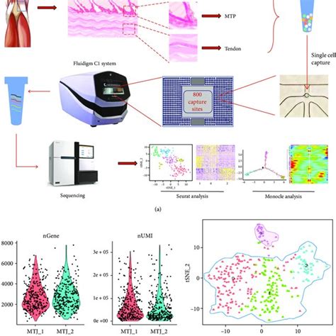 Overview Of ScRNA Seq Analysis On Muscle Tendon Junction MTJ Cells