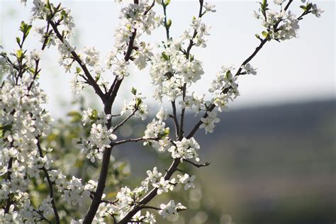 Images Gratuites Paysage Arbre La Nature Branche Plante Ciel