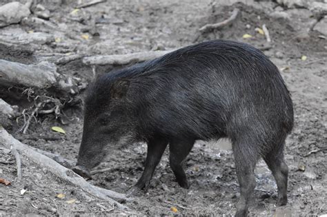 Periódico UNAL Bosques ribereños y morichales fundamentales en la