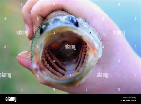 Just Caught Fish With Wide Open Mouth Stock Photo Alamy