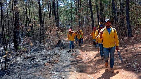 Controlado Al El Incendio Forestal En Ario Gracias Al Helic Ptero