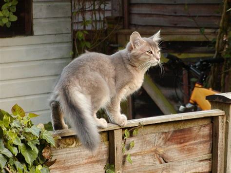 Breed Related Disease Somali Cat Bioguardlabs