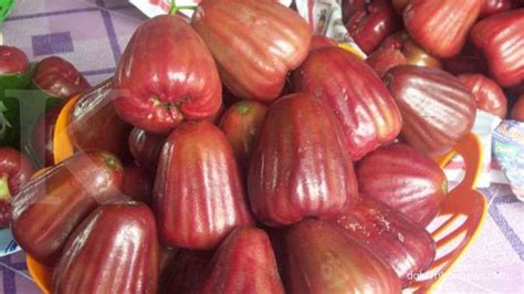 7 Manfaat Buah Jambu Air Merah Untuk Kesehatan Bila Dikonsumsi Secara Rutin