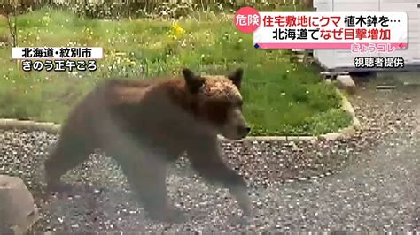 住宅敷地にも 北海道でクマの目撃情報相次ぐ 去年の1 3倍に（2023年5月23日掲載）｜日テレnews Nnn