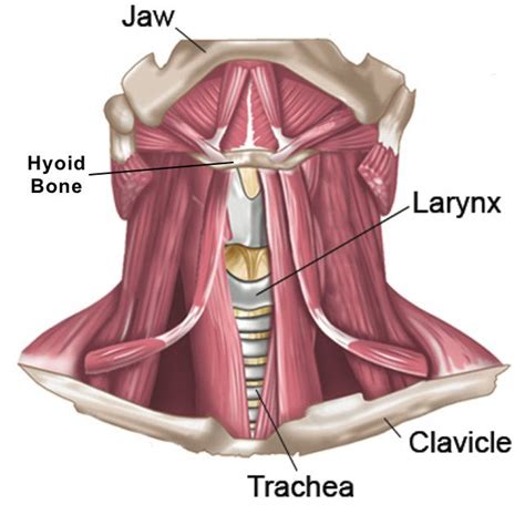 Anatomy Of Human Hyoid Bone And Muscles, Anterior, 50% OFF