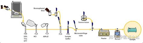 Western Blot 经验大盘点！ 知乎