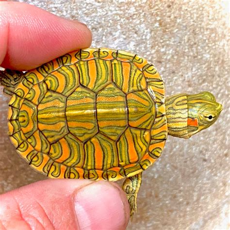 Amazing Red Eared Slider Morphs All Turtles