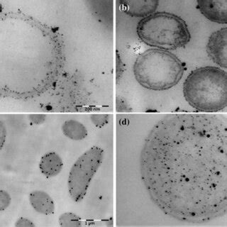 Bright Field And Dark Field Tem Images Of S Oneidensis Mr Cells With