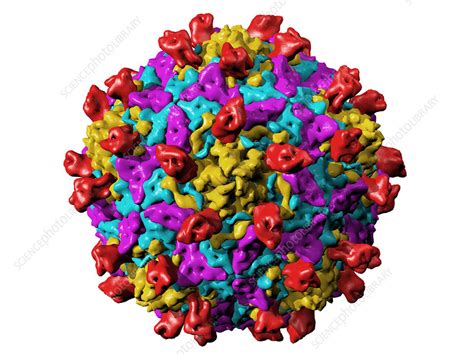 Coxsackie B3 Virus Particle Stock Image M050 1087 Science Photo