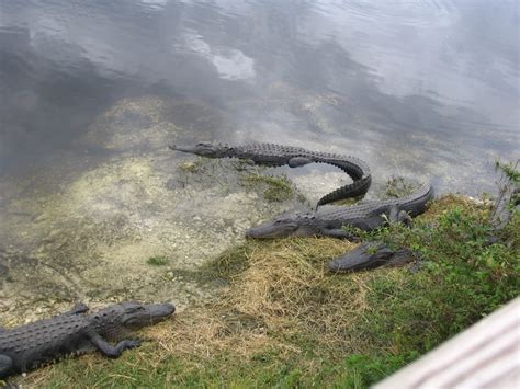 Alligator Alley Florida | Travel, Florida, Visiting