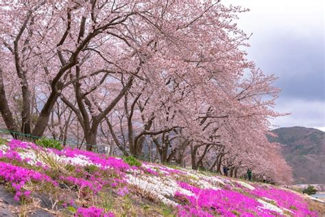 Premium Photo | Fujikawaguchiko Cherry Blossoms Festival View of full ...