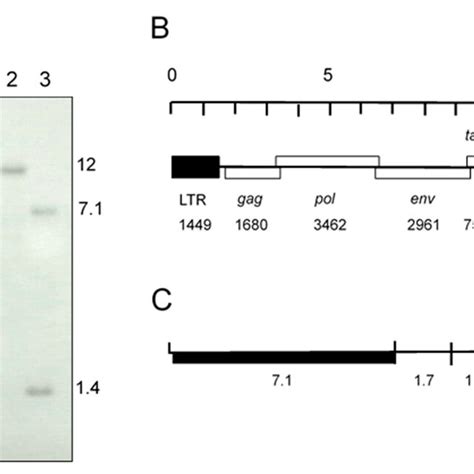 A Southern Blot Analysis Of Total Dna From Hfk Cells Infected With