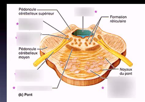 PONT DU TRONC CÉRÉBRAL Diagram Quizlet