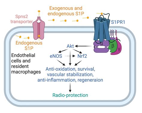 Antioxidants Free Full Text Sphingosine Phosphate Alleviates