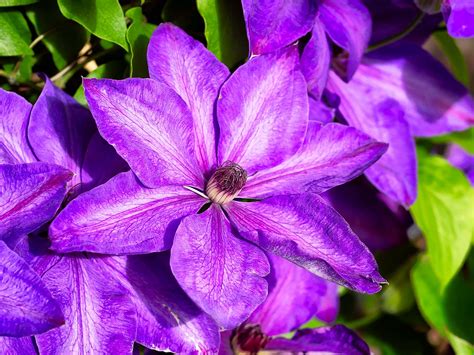 Clematis Viticella