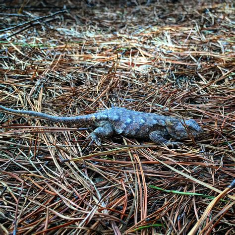 Eastern Fence Lizard in my backyard, Virginia : r/Lizard