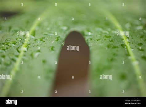 Water Drops On Leaf Of Monstera Deliciosa Swiss Cheese Plant Stock