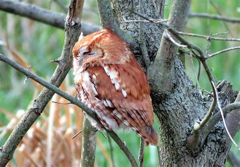 Eastern Screech Owl Red Phase Maumee State Park Boardwal Flickr