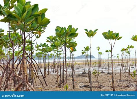 Mangrove And Roots Royalty-Free Stock Photo | CartoonDealer.com #42527145