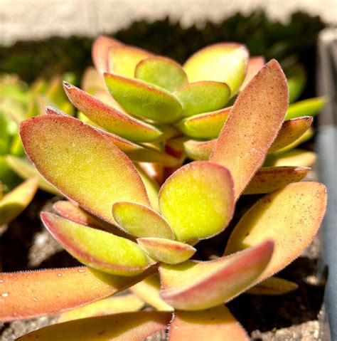 Crassula Rogersii Fuzzy Velvet Plant Hardy Rare Succulent Etsy