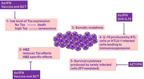 Frontiers Interplay Between Innate Immunity And The Viral