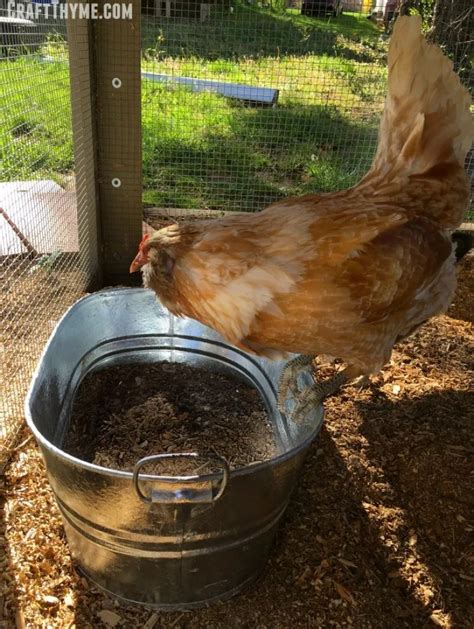 How To Make A Chicken Dust Bath The Reaganskopp Homestead