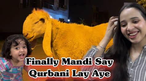 Finally Mandi Say Qurbani Ka Janwar Lay Aye Aqsa Ali Vlogs Youtube