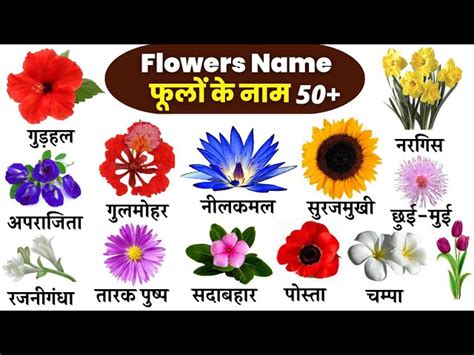 Flowers Name In Hindi And English With Pictures | Best Flower Site