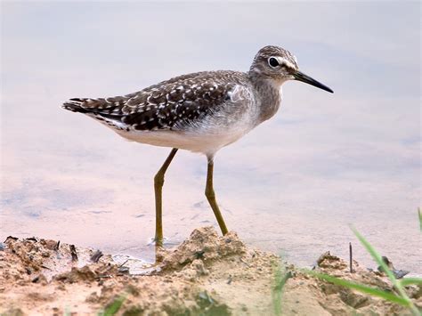 Wood Sandpiper - The Australian Museum