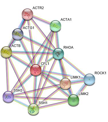 Cofilin Protein Overview Sino Biological