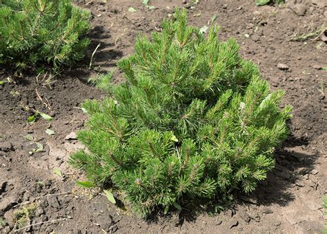 Сосна горная ф. мугус 🌿 по цене от 3950 ₽ купить саженцы в питомнике ...