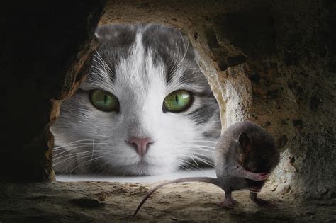 Cat Mouse Hunting - Free photo on Pixabay