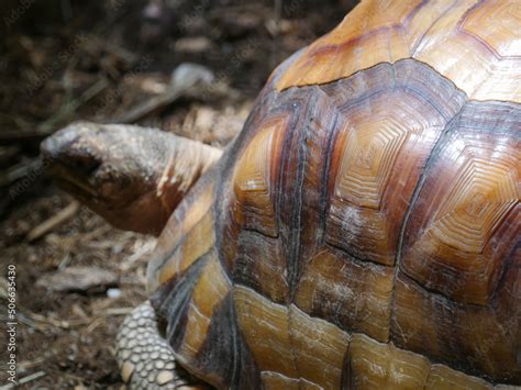 Ploughshare Tortoise The Angonoka Tortoise Astrochelys Yniphora It