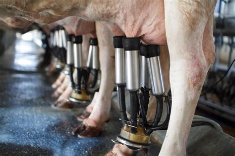 Ordenha De Vaca Leiteira Saiba Quais Os Tipos De Ordenha E Todas As