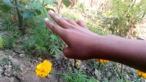 How To Grow Marigold Cuttings And My Results In This Video 😊🏵️🏵️ Youtube