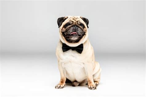 Pet Insurance For Pug Dog Breed Animalia Pet Insurance