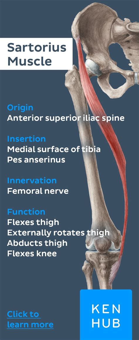 Sartorius Muscle Pain