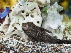 Sucker Fish Care Guide & Species Profile | Fishkeeping World