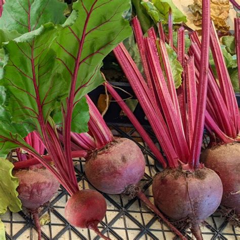 What To Do With Beets: 12 Tasty Ways To Enjoy Them